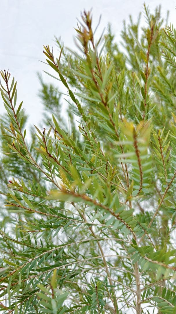 超美形。仕立てメラレウカ レッドジェム1.8M(鉢底から)品番A