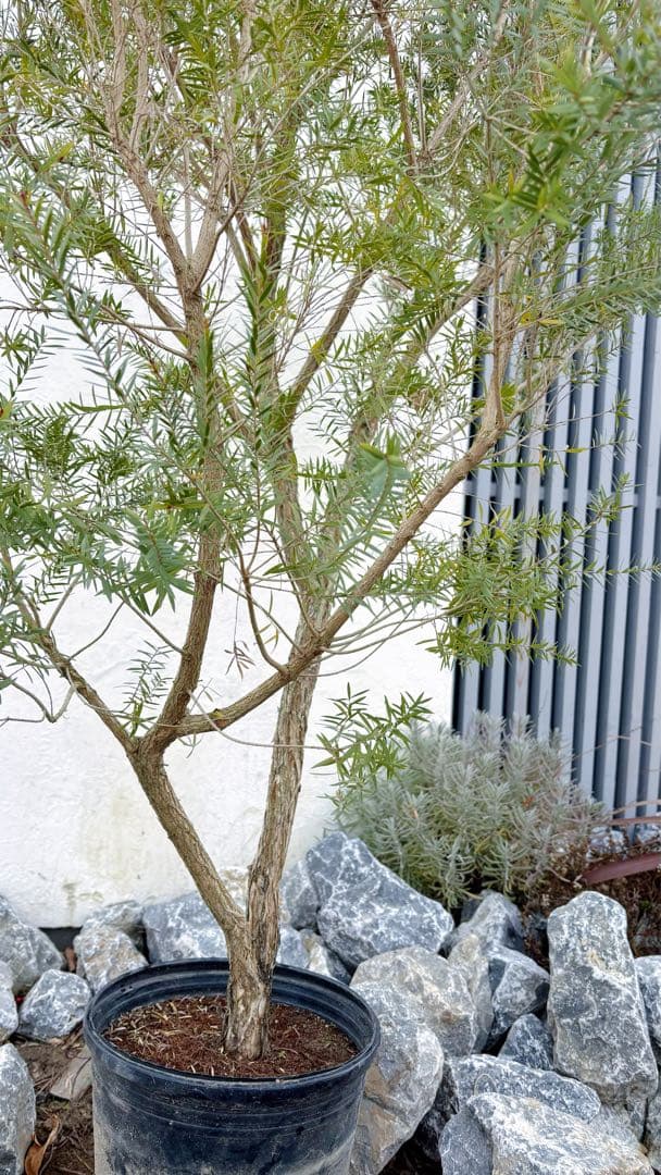 超美形。仕立てメラレウカ レッドジェム1.8M(鉢底から)品番A