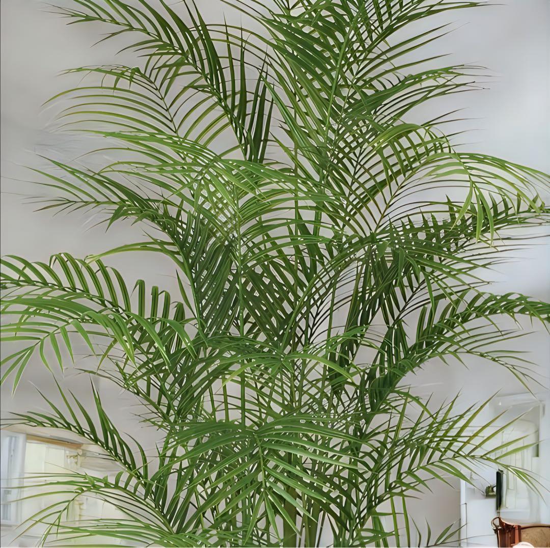 光触媒　人工観葉植物　ウォールグリーン　フェイクグリーン　アレカヤシ220PE