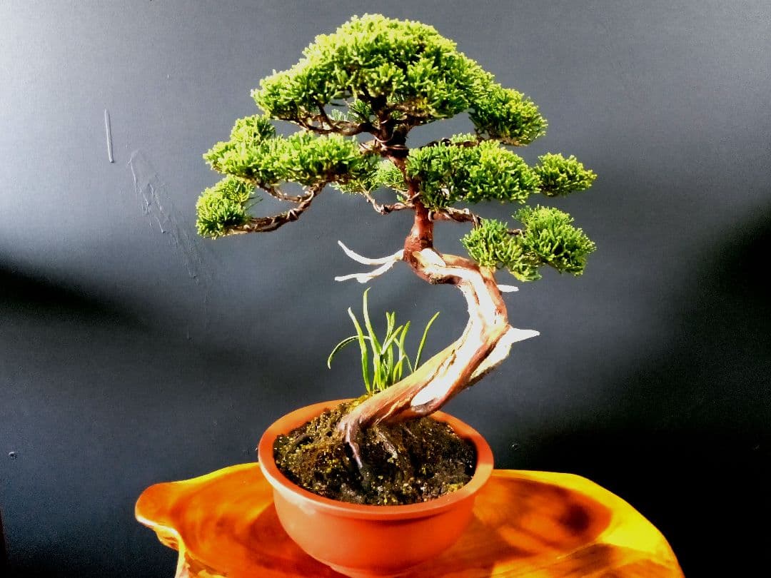 【貴風　真柏盆栽】　　　　　　⭕気品ある一品です❗