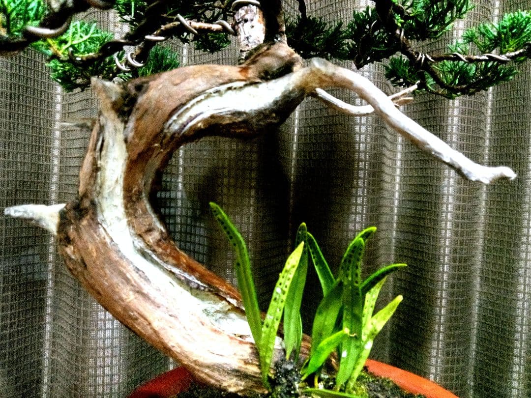 【貴風　真柏盆栽】　　　　　　⭕気品ある一品です❗