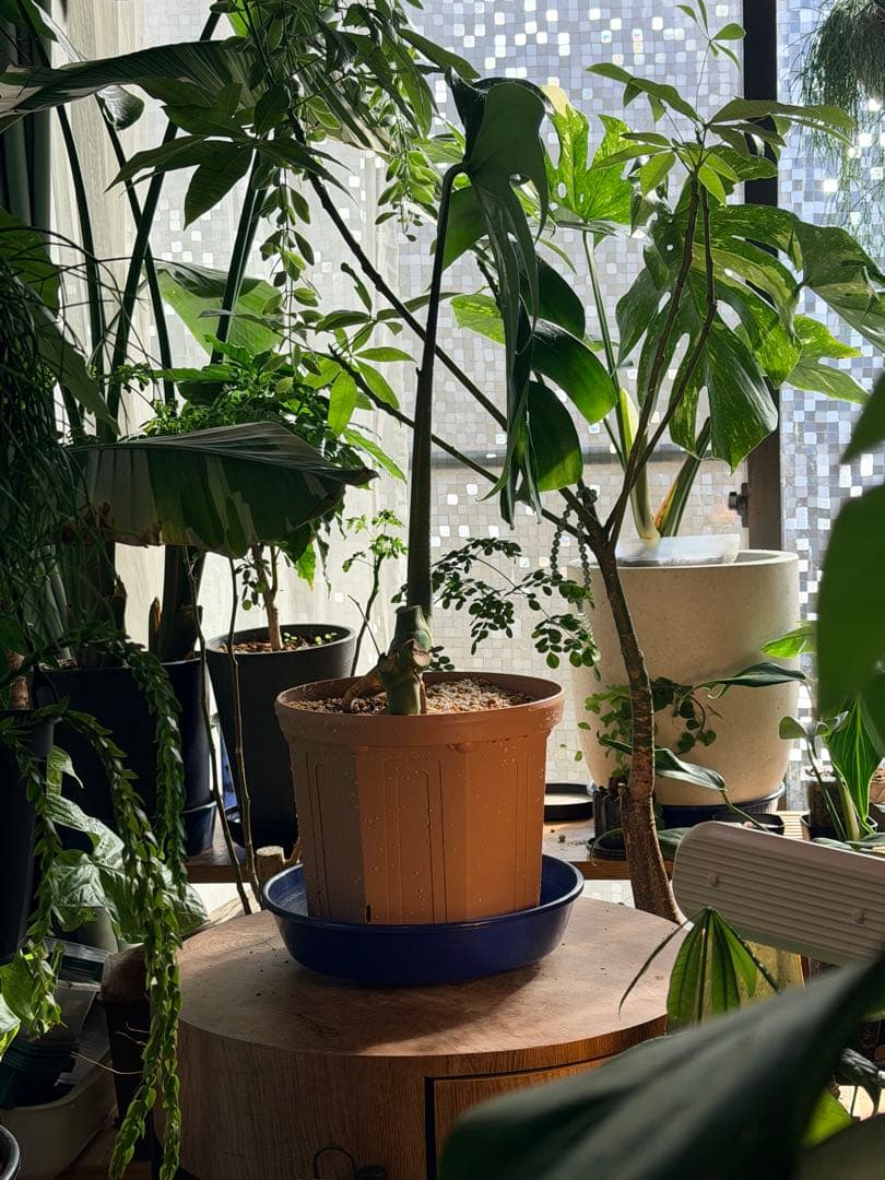 モンステラ 大株 葉30センチオーバー