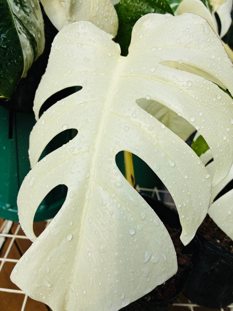 【5本セット発根活着済 斑入りモンステラ 】ボルシギアナ ホワイトタイガ