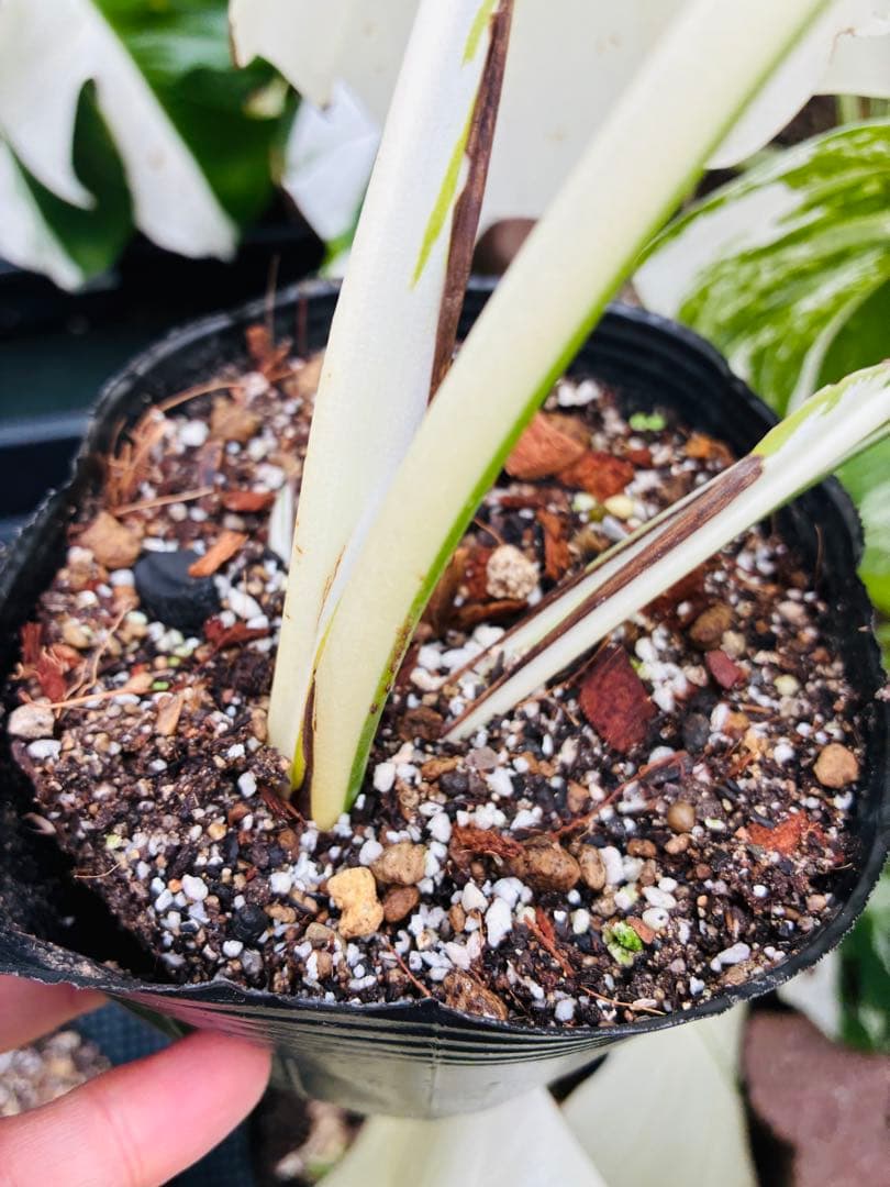 【5本セット発根活着済 斑入りモンステラ 】ボルシギアナ ホワイトタイガ