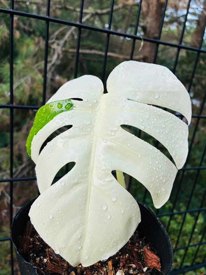 【5本セット発根活着済 斑入りモンステラ 】ボルシギアナ ホワイトタイガ