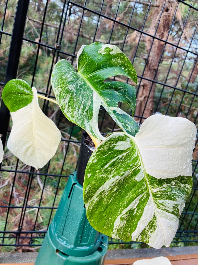 【5本セット発根活着済 斑入りモンステラ 】ボルシギアナ ホワイトタイガ