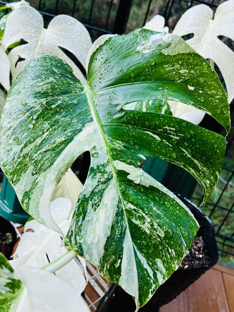 【5本セット発根活着済 斑入りモンステラ 】ボルシギアナ ホワイトタイガ