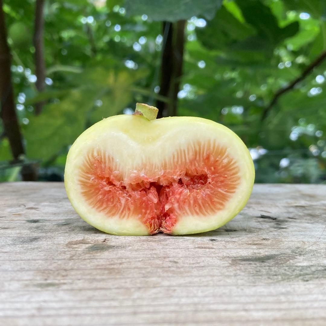 Panino パニーノ 挿木苗 イチジク