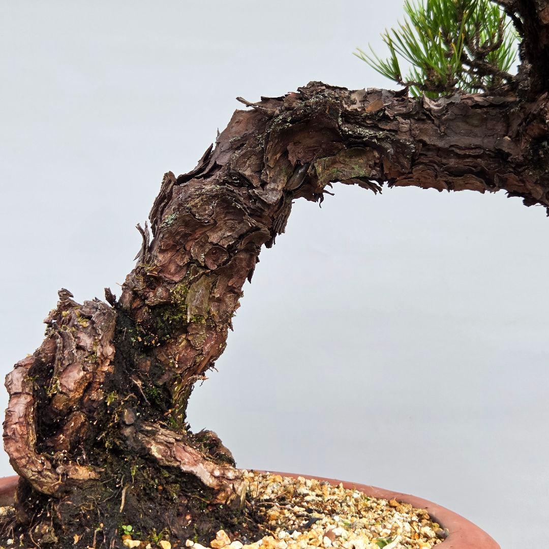 黒松　[模様木]　大品盆栽