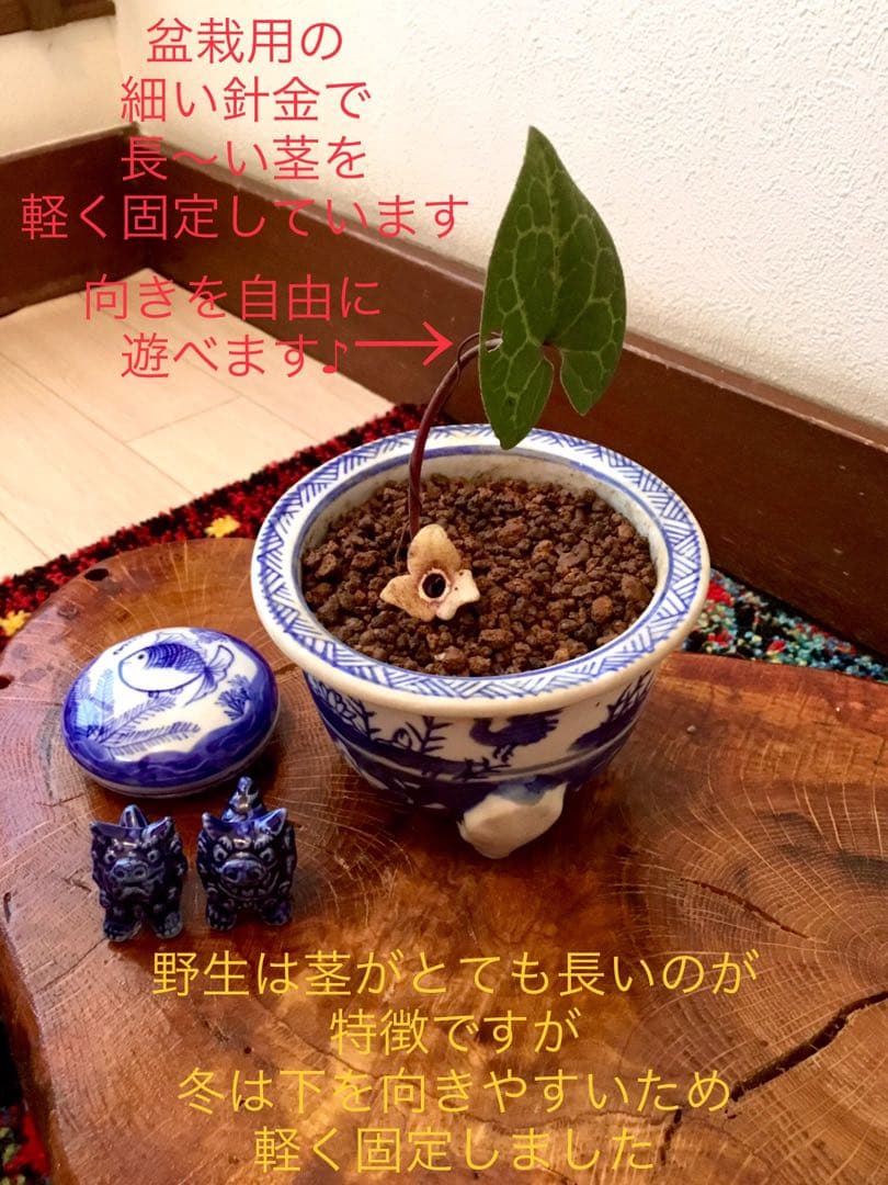 希少【天然野生のカンアオイ＊寒葵＊亀甲斑入り＊ちょこんと可愛いお花付き】山野草