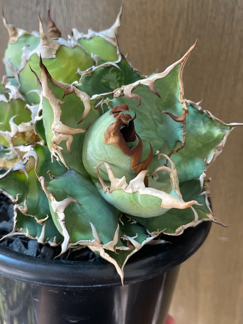 アガベ　チタノタ　オテロイ　カリフォルニア産　2頭　ダブルヘッド　多頭