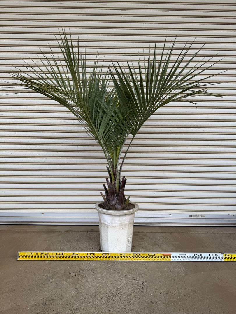 送料込み　ココスヤシ　シルバーリーフ　幹太　鉢植え　庭木　シンボルツリー