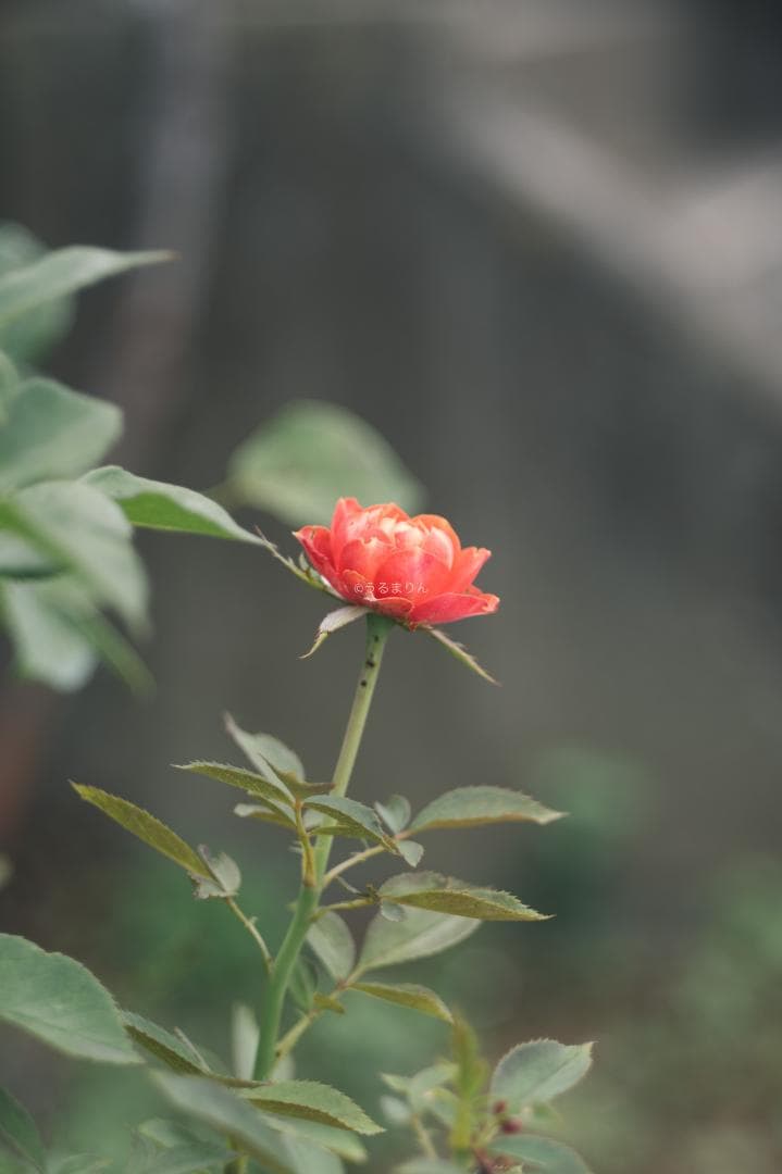 そこつや様貴重な黒モデル！Leica Elmar 90mm F4 Black