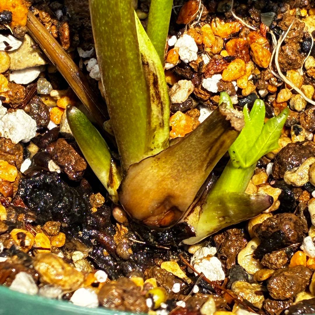 の*ん様 547☘️蕾花タグ付☘️超レア☘️極上☘️メビウス♾️[千重咲き]⭐️