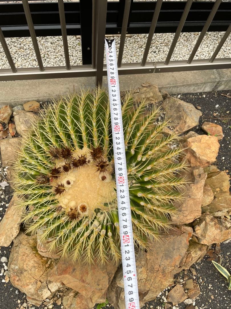 ゆうぽん 樹齢50年以上 特大 金鯱サボテン 送料負担