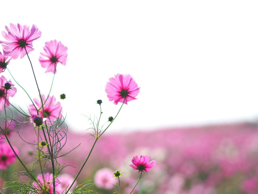 OLYMPUS PEN E-PL8 ＋ 単焦点レンズ