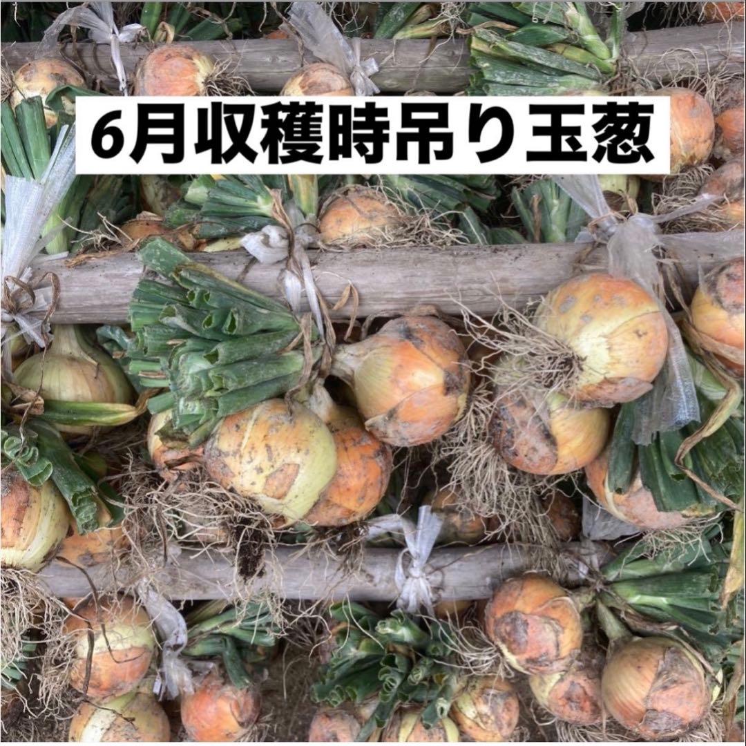 ＜もう直ぐ終了＞淡路島 玉ねぎ苗 ターザン 1,000本 たまねぎ苗 玉葱苗