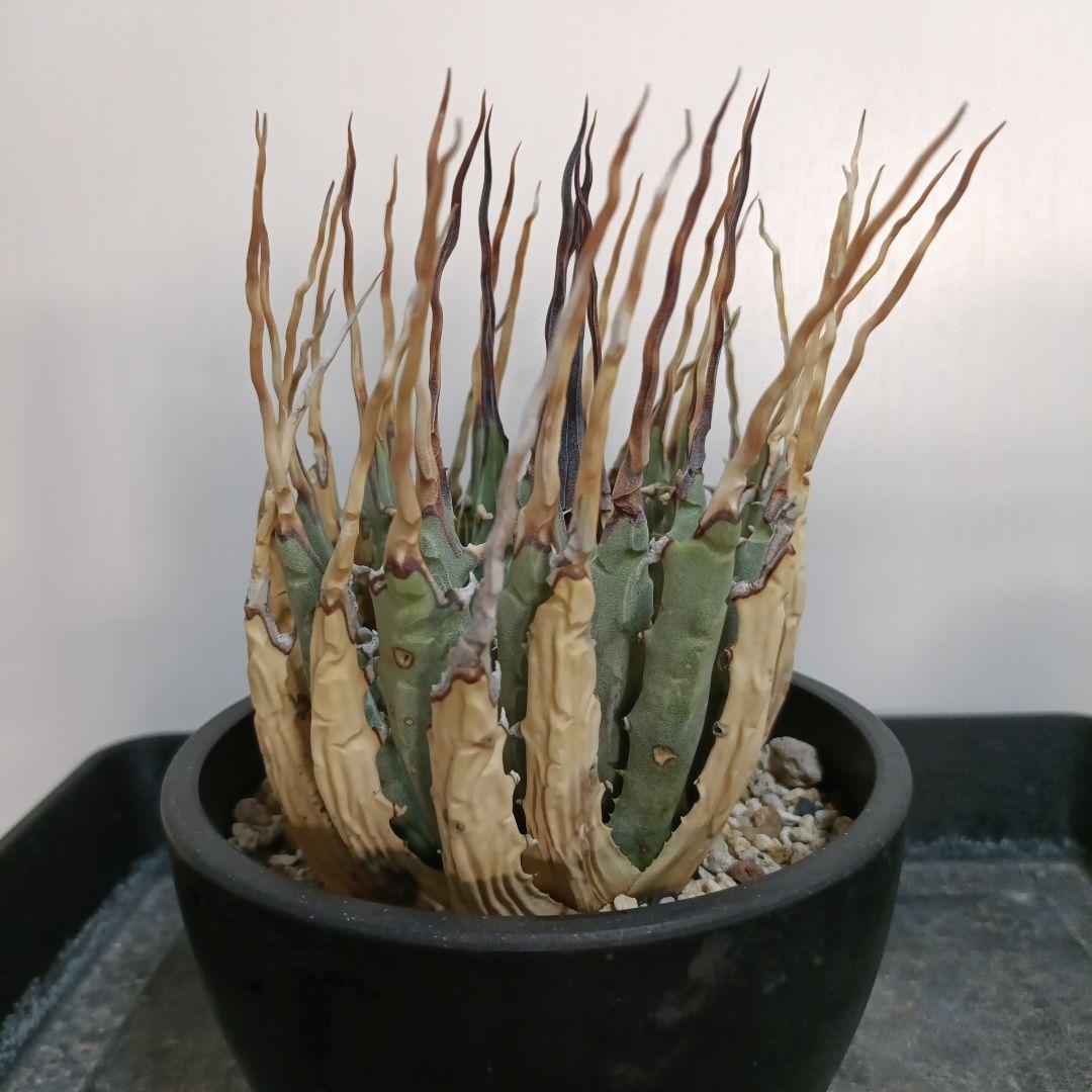 アガベ　ユタエンシス　エボリスピナ　現地球　陽炎　長棘タイプ