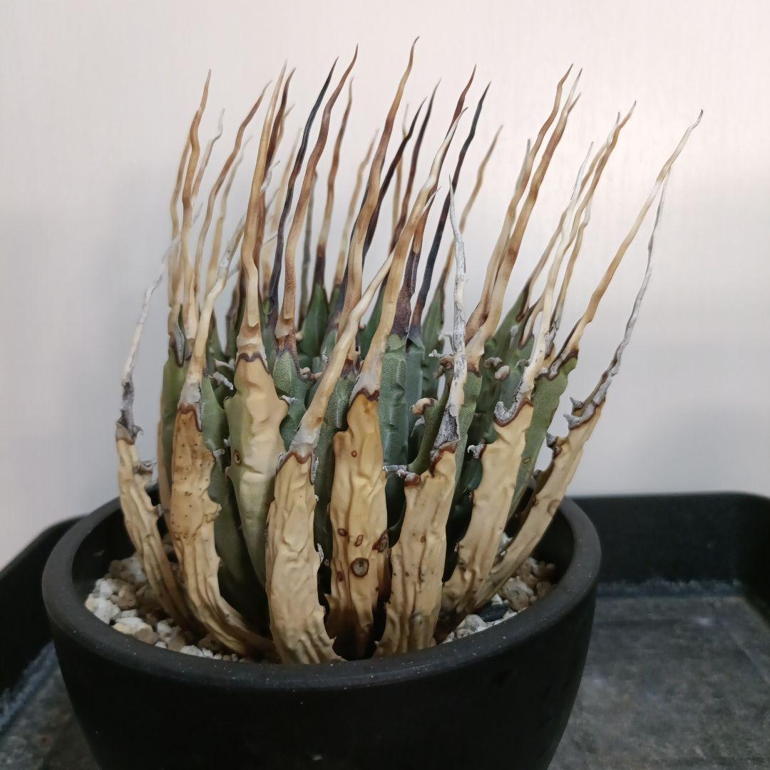 アガベ　ユタエンシス　エボリスピナ　現地球　陽炎　長棘タイプ