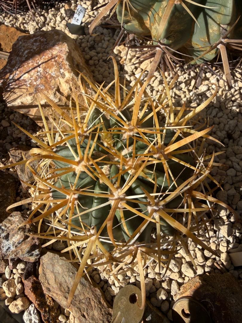 フェロカクタス金冠竜◇黄刺ドライガーデン多肉サボテン　アガベ ハオルチア　アロエ