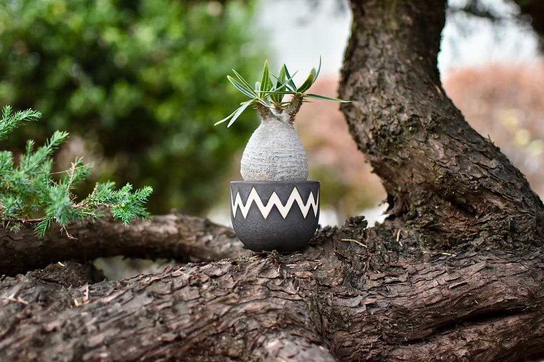 【休眠中】パキポディウム・グラキリス 現地球 VALIEM③