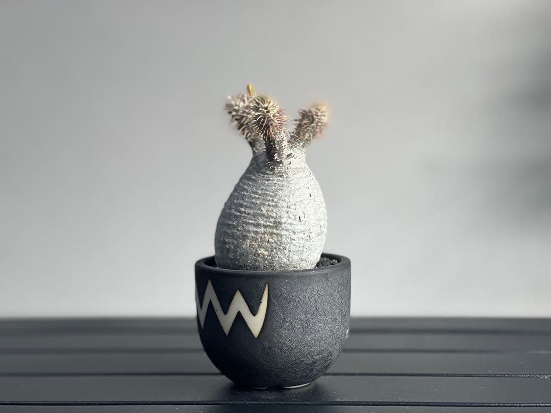 【休眠中】パキポディウム・グラキリス 現地球 VALIEM③