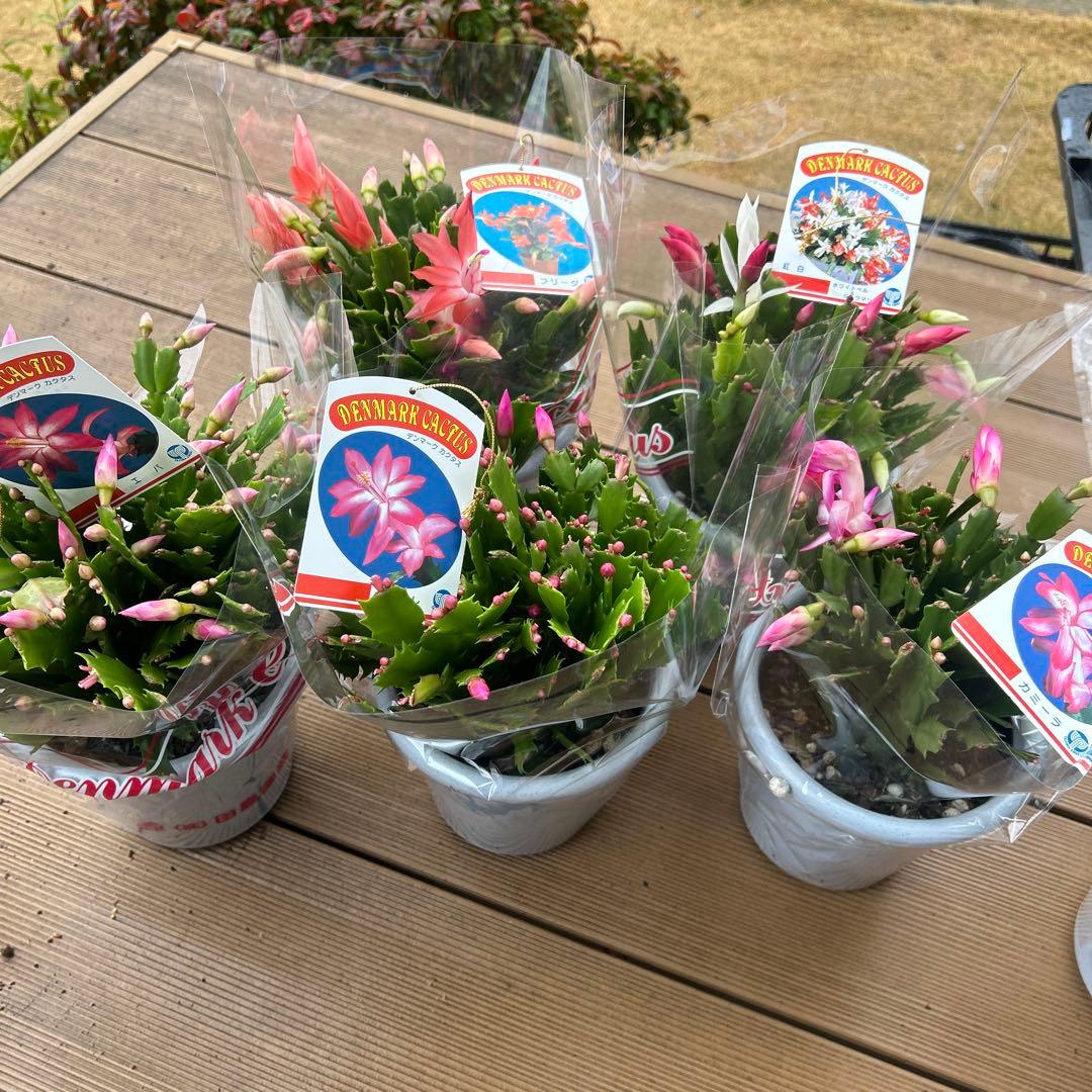 シャコバサボテン苗　シャコバサボテン　デンマークカクタス　5鉢価格　5号鉢