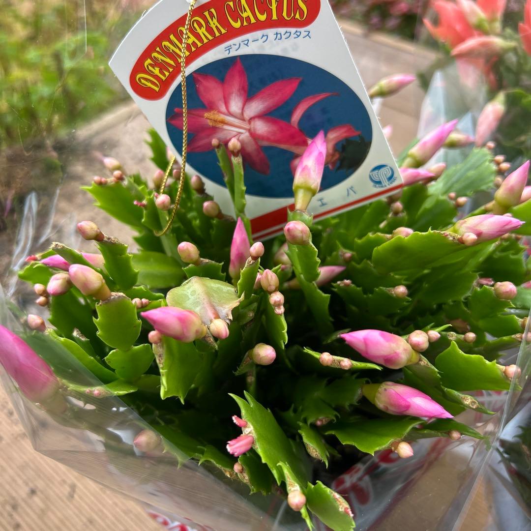 シャコバサボテン苗　シャコバサボテン　デンマークカクタス　5鉢価格　5号鉢