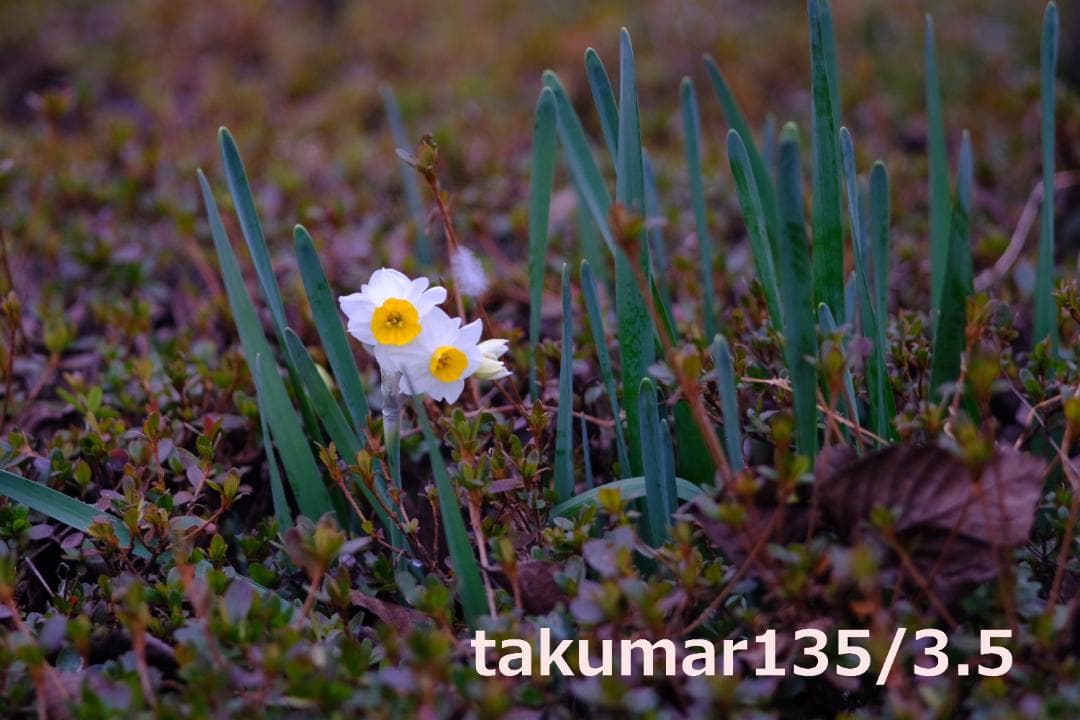 【世界稀少】無印Takumar 55mm F2.2【5群5枚】+135/3.5