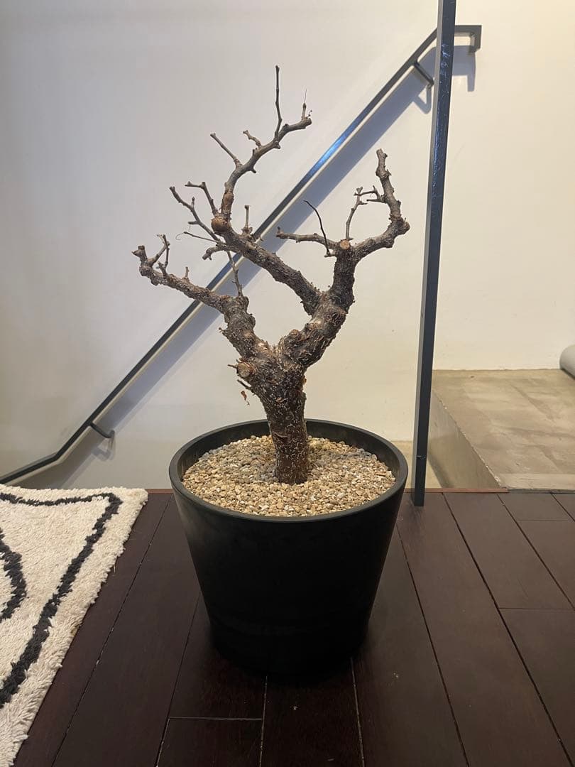 コミフォラ　モンストローサ　特大株　現地発根済