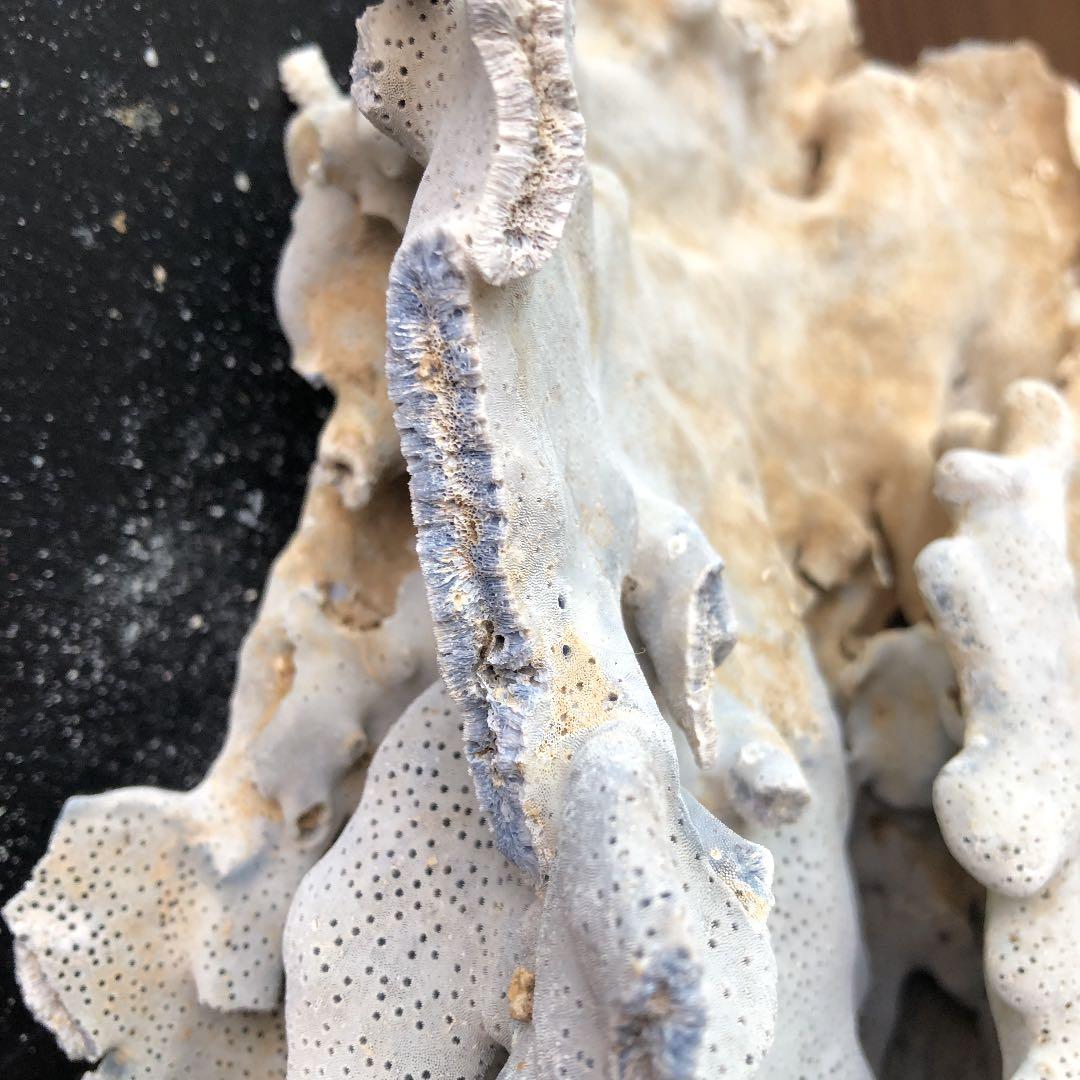 サンゴ　青珊瑚　ブルーコーラル　インテリア　オブジェ