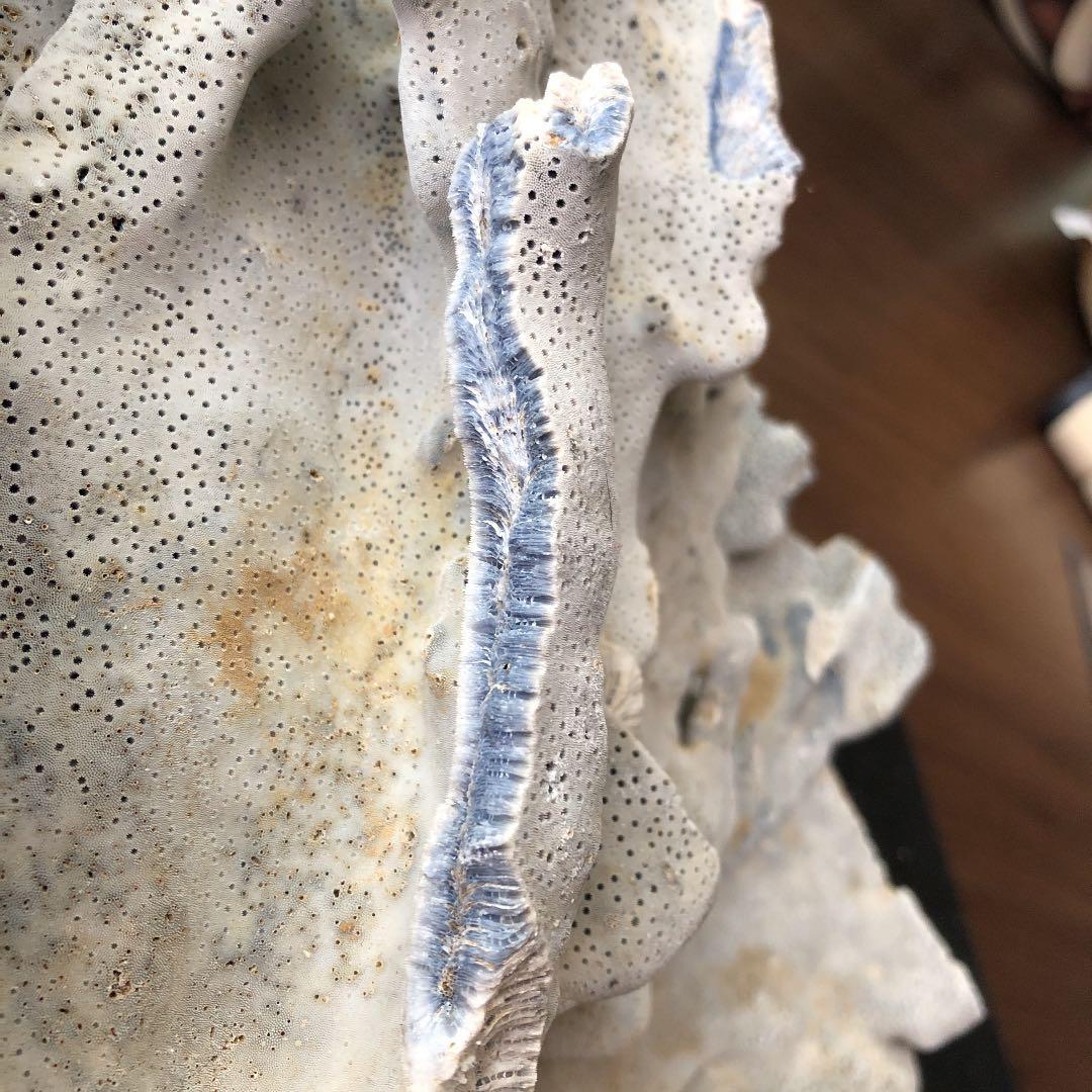 サンゴ　青珊瑚　ブルーコーラル　インテリア　オブジェ