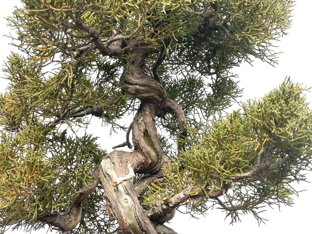 三河盆栽　シンパク　盆栽