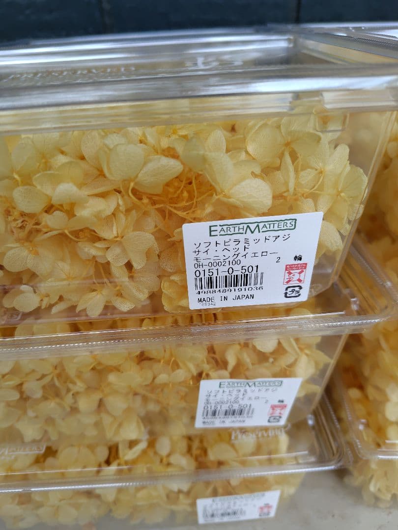 EARTH MATTERS あじさい　モーニングイエロー12個セット