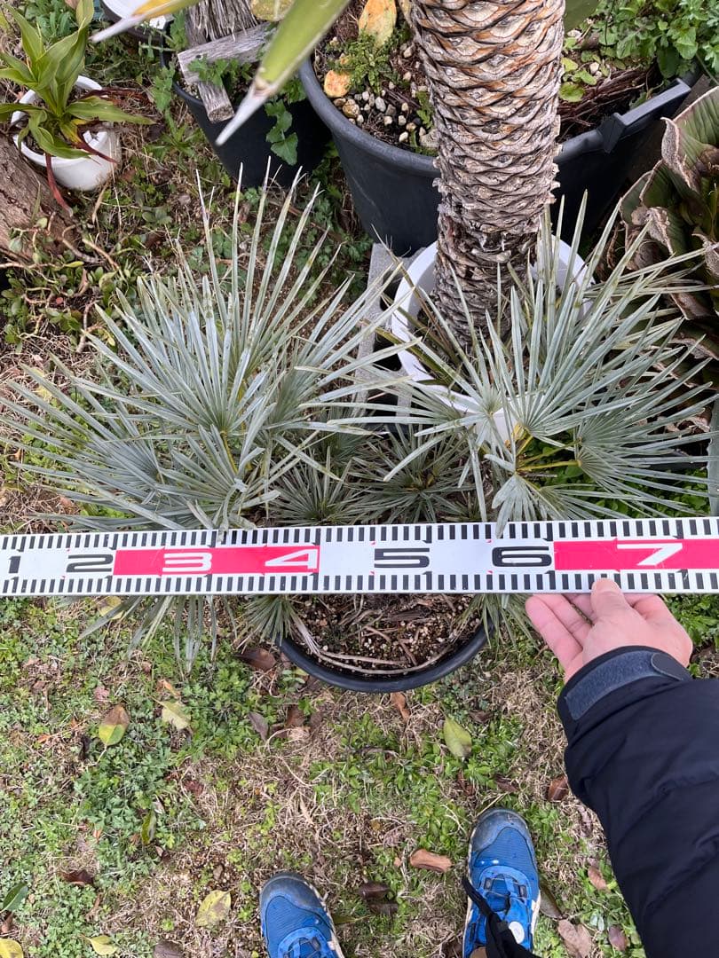 チャメロプスセリフェラ　白銀葉　大分頭株　観葉植物 特大　扇状葉 黒鉢