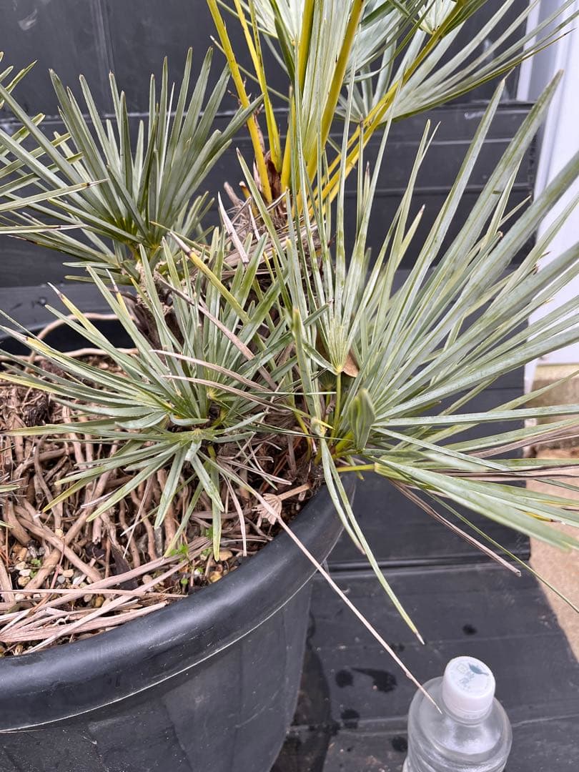 チャメロプスセリフェラ　白銀葉　大分頭株　観葉植物 特大　扇状葉 黒鉢