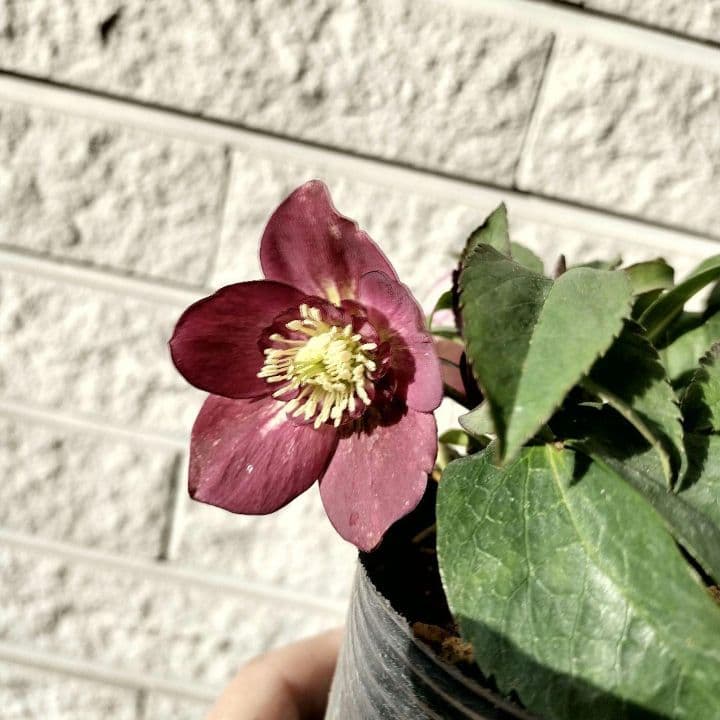 クリスマスローズ　sdポーセリン系　赤　原種交配　大木ナーサリー　バラ　苗　鉢