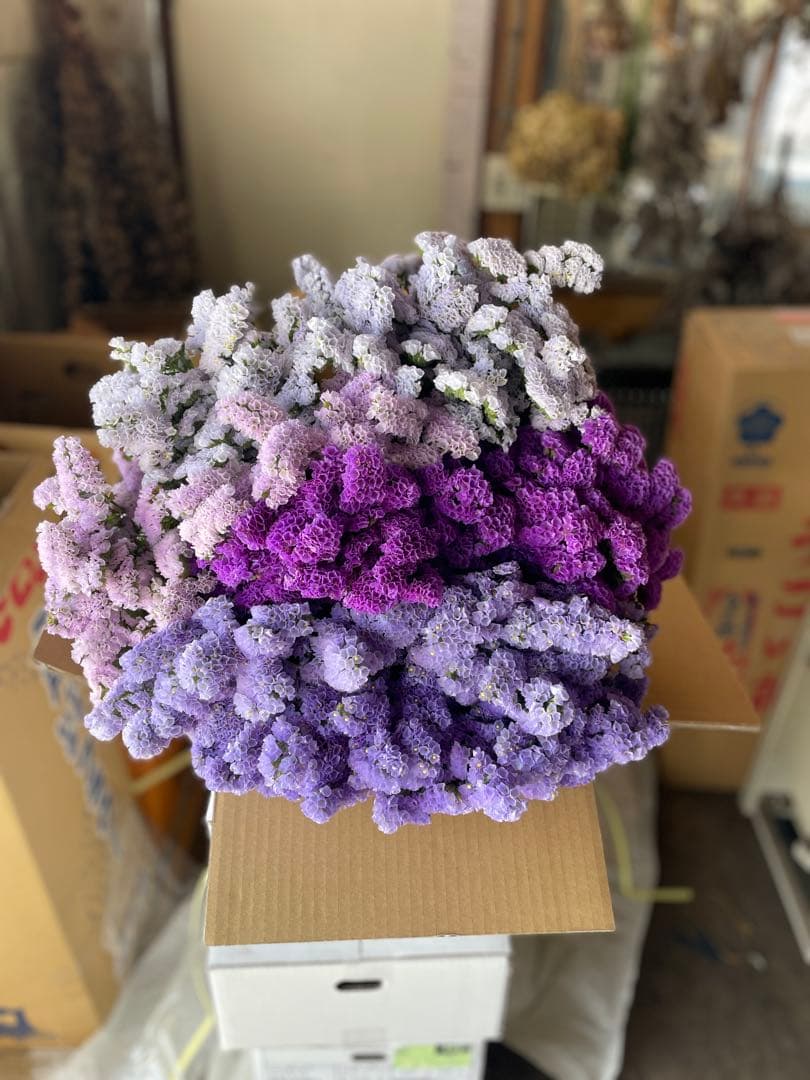 スターチス　ニュアンス系お任せmix 80→100本