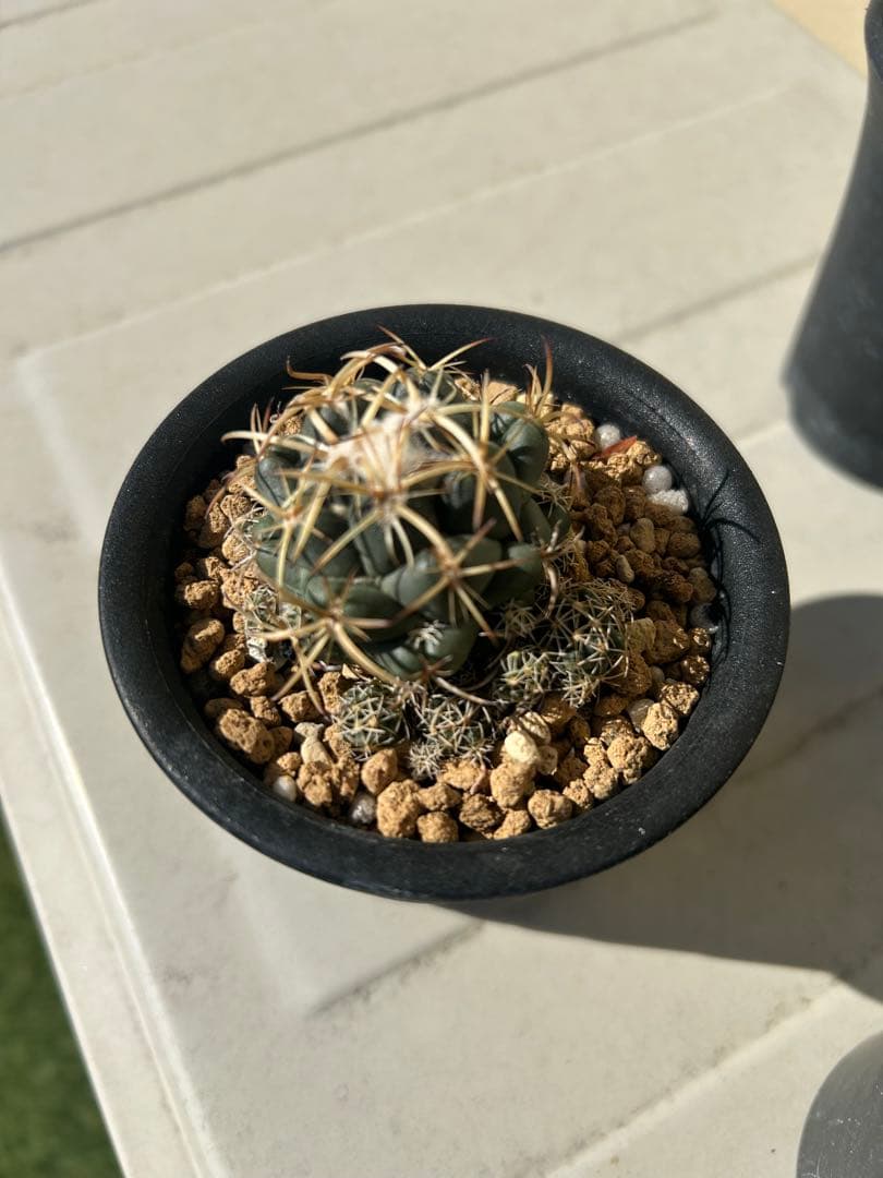 太平丸などサボテン五種セット