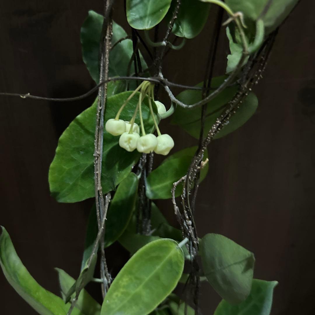 haus oli様インフラータ