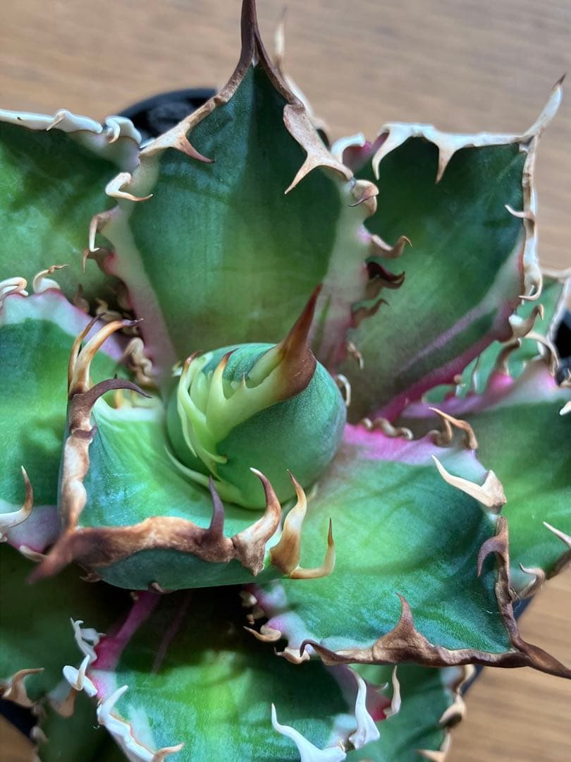 匿名配送【鉢ごと発送】活着　特大　アガべ　チタノタ　赤猫錦　覆輪斑　TC