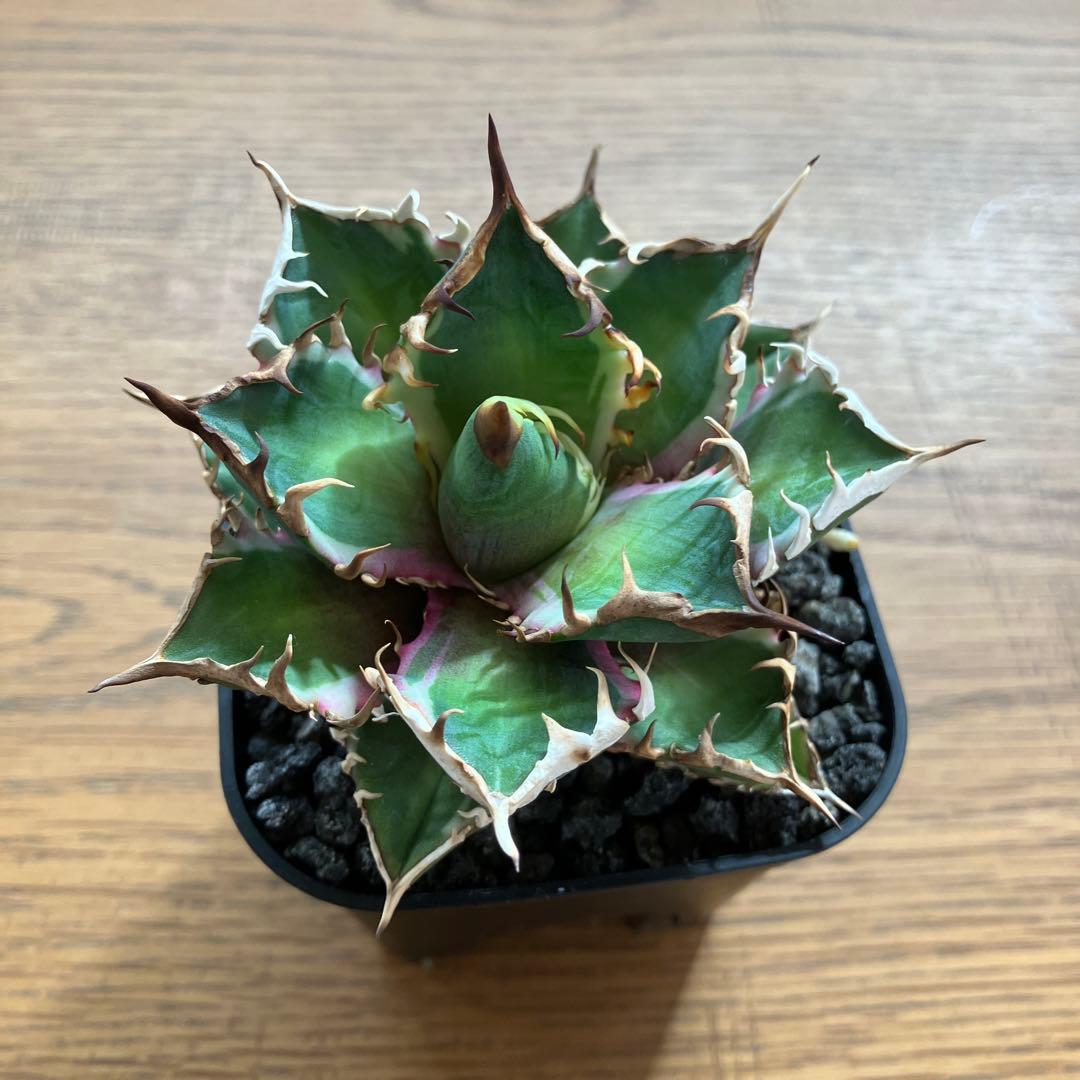 匿名配送【鉢ごと発送】活着　特大　アガべ　チタノタ　赤猫錦　覆輪斑　TC