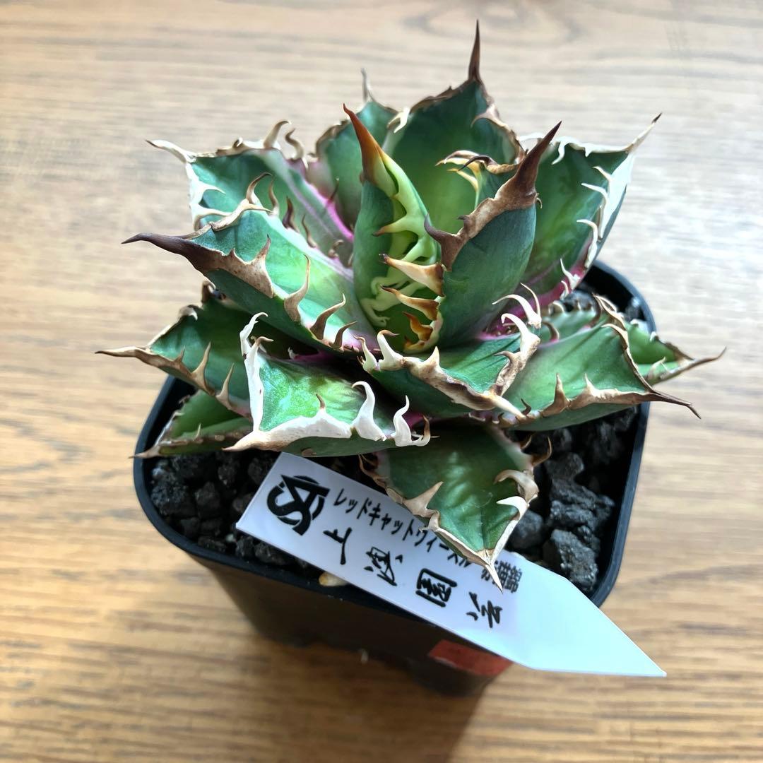 匿名配送【鉢ごと発送】活着　特大　アガべ　チタノタ　赤猫錦　覆輪斑　TC