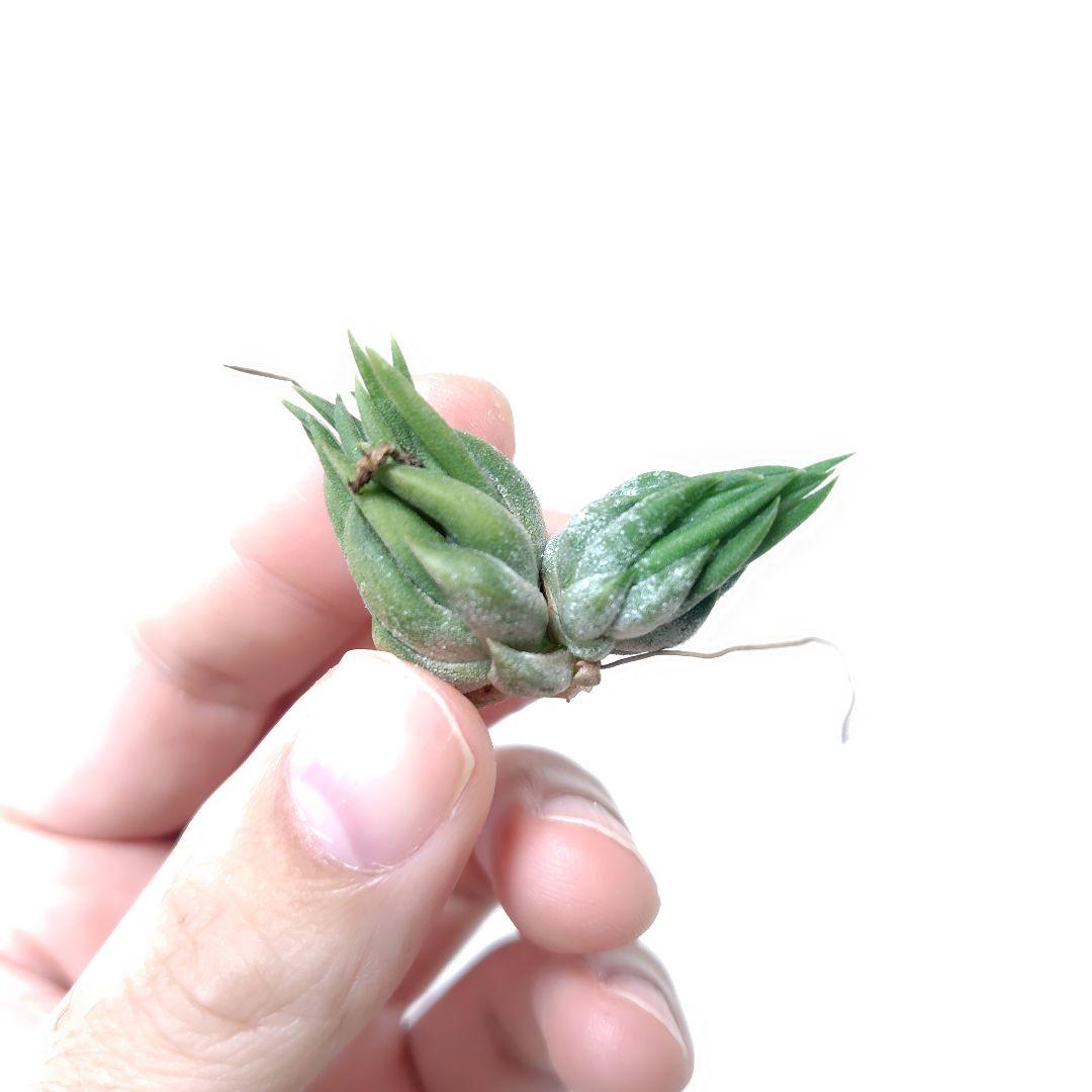 チランジア イオナンタ ニザンダ