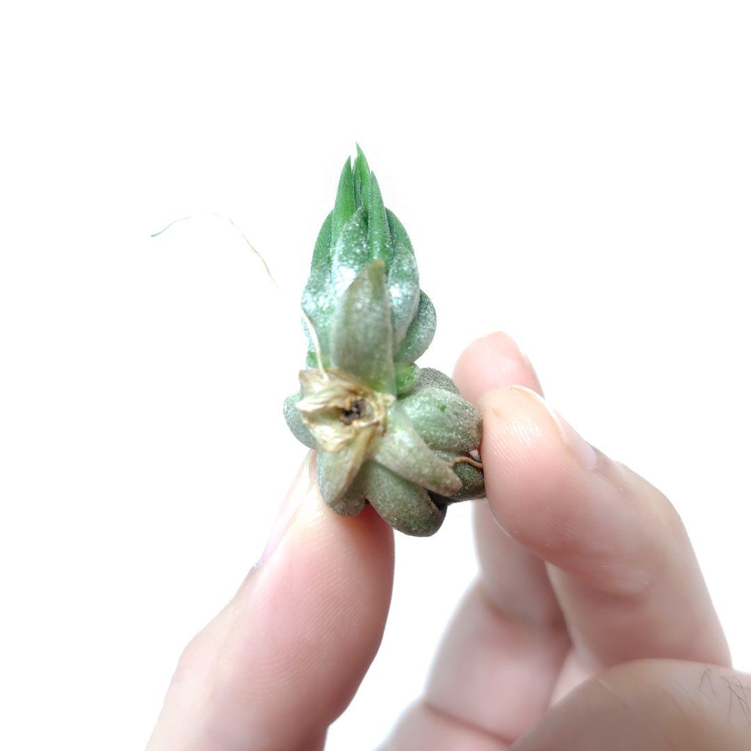 チランジア イオナンタ ニザンダ