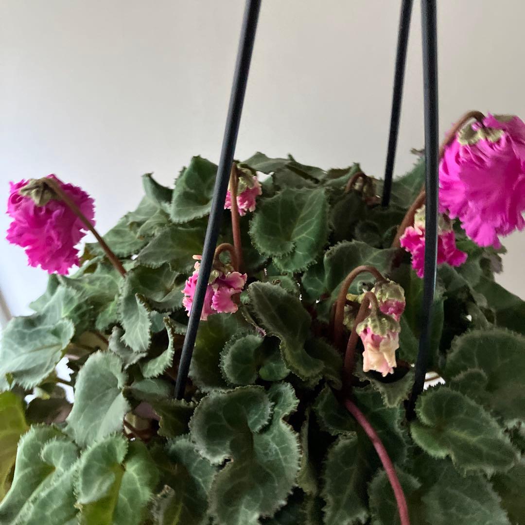 【専用】見上げたくなるシクラメン　フローエル しだれシクラメン　5号鉢①、②