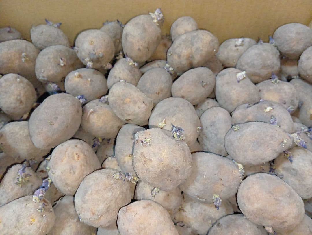 インカのめざめ 種芋 7kg②