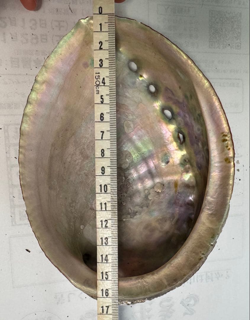 あわび　貝殻　約18×13㎝