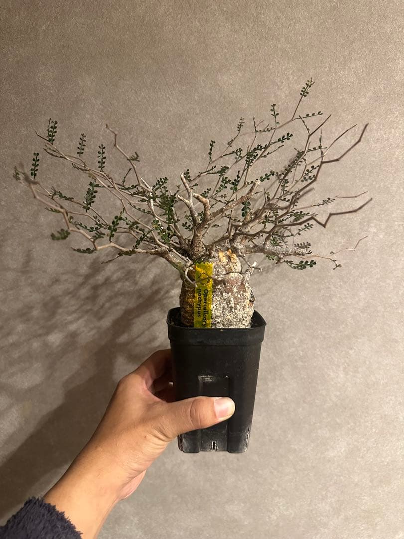 オペルクリカア　パキプス