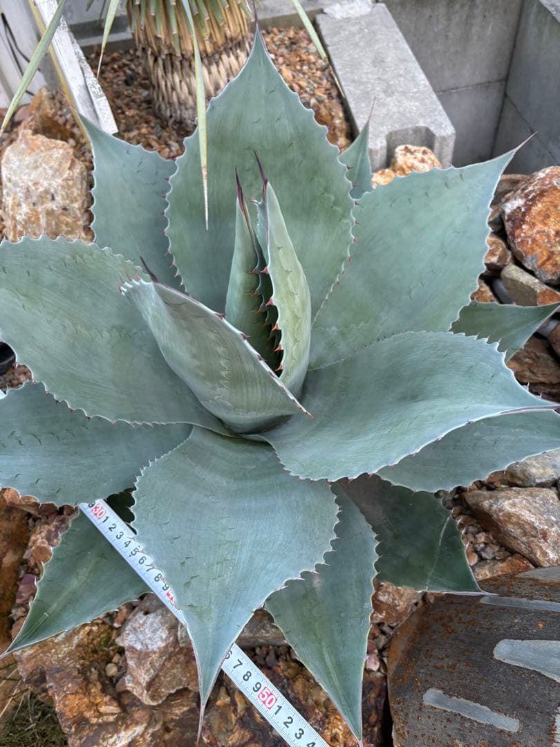 引取り限定　アガベ　オバティフォリア大株